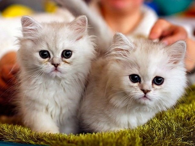 Породы кошек в Вышнем Волочке | ЗооТом портал о животных