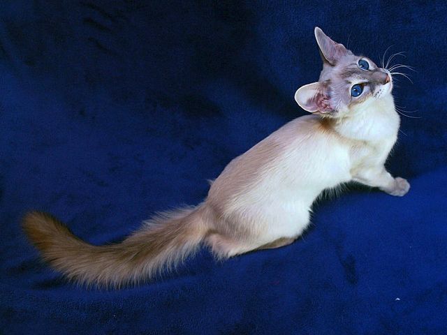Выведенные породы кошек в Вышнем Волочке | ЗооТом портал о животных
