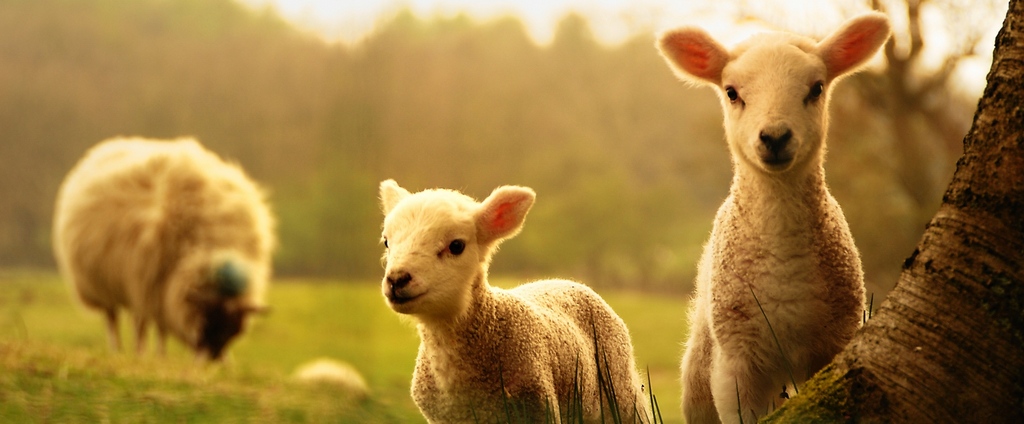 Объявления о сельскохозяйственных животных | ЗооТом - продажа, вязка и услуги для животных в Вышнем Волочке