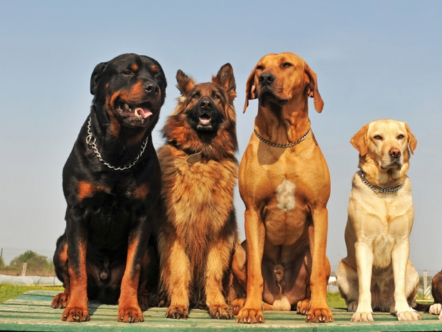 Крупные породы собак в Вышнем Волочке | ЗооТом портал о животных